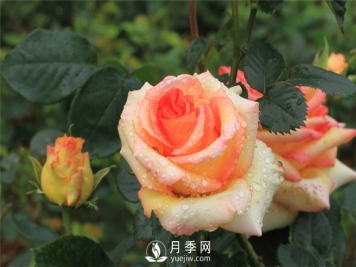 月季是怎么繁殖的？5种月季的繁殖方法