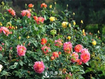 绿化苗木成活率不仅仅在于苗木质量