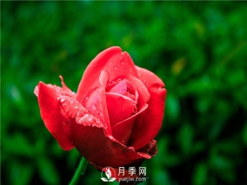 怎样养殖大花月季？有什么技巧？