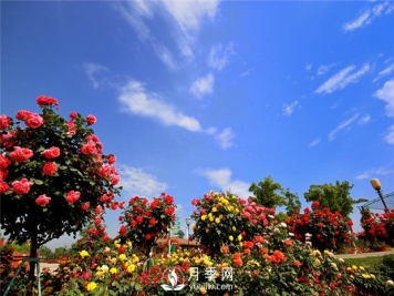 一年四季就做4件事树状月季花挤着开堆成山