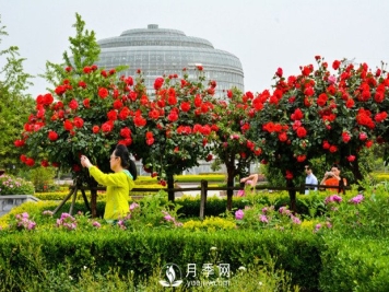 树状月季是怎么培养出来的？怎样才能达到造型漂亮？