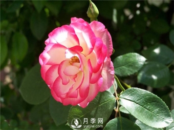月季树的两次重要修剪都是在哪两个时期做？