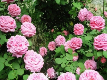 怎样使月季每月都开花？日照一定要长