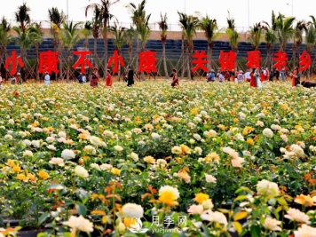 月季的秋季办理技能