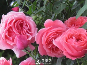 南阳月季的种类适应性强深受人们的喜欢