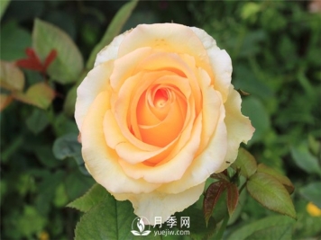 月季培养的肥水办理