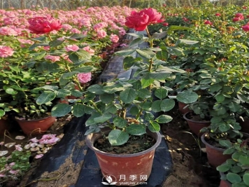 盆栽月季种植技术