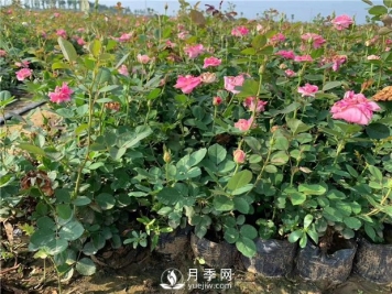 月季花扦插繁殖方法及养护管理要点有哪些？