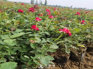盆栽月季花的栽培管理技术要点有哪些？
