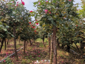 月季怎么打顶？