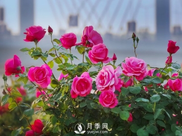 盆栽月季品种怎么选择？