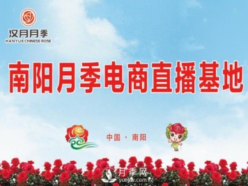 南阳月季电商基地 直播间里月季飘香