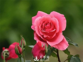 家庭种植月季花要注意哪些事项