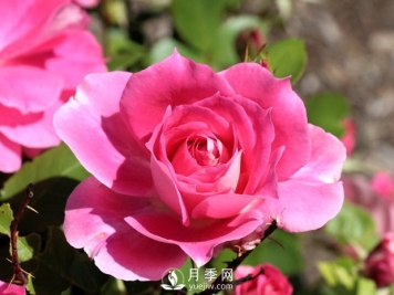 丰花月季知识百科