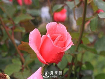 月季苗木的管理技术