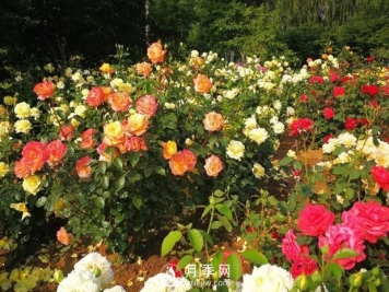 月季园：潍坊寿光中华月季园