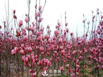 南召县云阳玉兰种植农民基地