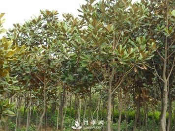 南召县小店乡苗木基地批发供应红白广玉兰五角枫