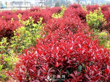 南阳市卧龙区香樟红叶石楠苗木种植基地