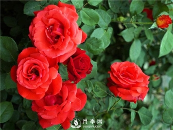 绯扇月季苗，杯苗，小苗，盆花产地批发