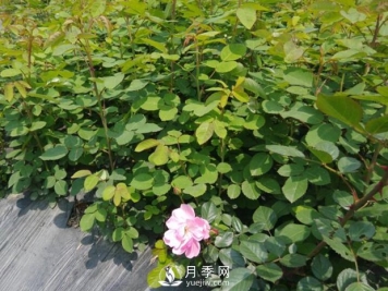 月季苗圃占了永久基本农田，会不会被罚？