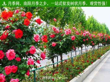 4月份园林月季养护工作6个注意要点