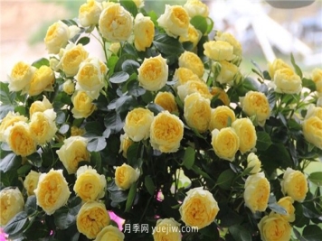 10大入门微型月季品种推荐，选这些微月就对了