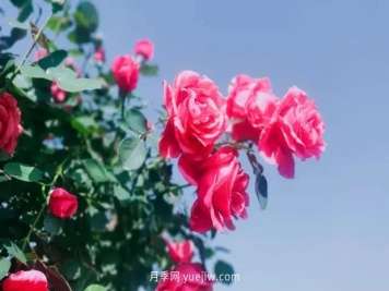 中国月季园踏春礼遇季，月季美景在南阳