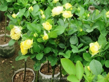 分享春季月季花的爆盆技巧