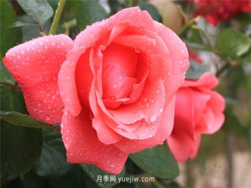 月季花的外貌描写