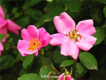 怎样修剪月季花