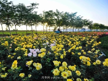 月季花卉苗木养护管理主要有几方面？