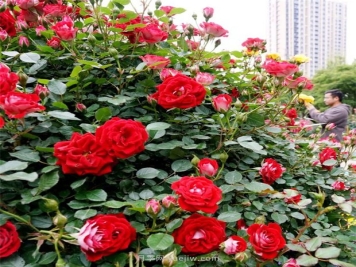 郑州30余万株月季争相开放，带你走进这片月季世界