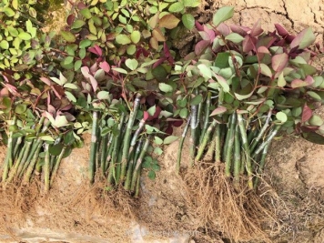 南阳月季苗价格表！南阳月季杯苗多少钱一棵？