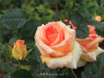花卉的5大分类