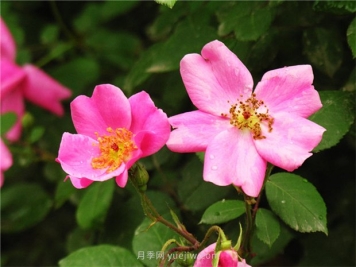 月季施肥时间、肥料种类和施肥办法