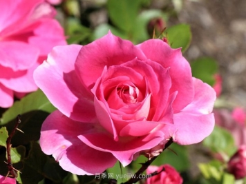 月季花开 五一在宛 乐游南阳