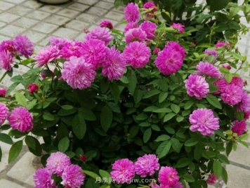 甜蜜马车月季，非常优秀的经典微型月季