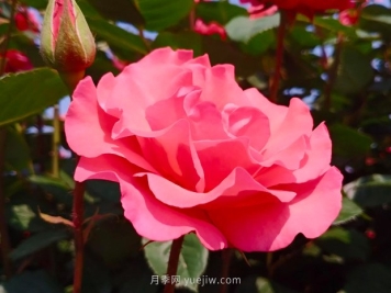 4种花卉，花友入坑不能自拔，尤其是月季