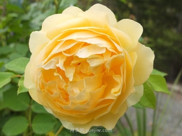 月季花怎么养？月季花的养殖方法