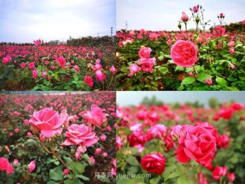 北京月季文化节5月18开幕，11大展区可欣赏月季美景