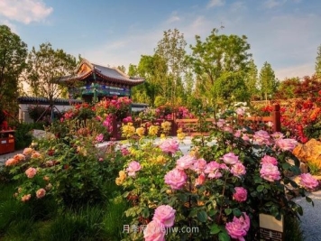 南阳月季的出圈之路