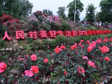 南阳月季：总书记向我询问月季花球新品种