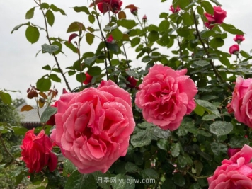 月季花的修剪技术、范围和适宜时期