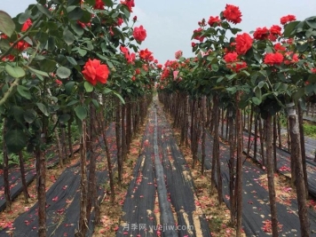 绿化工程选苗五大要诀，你的苗木能通过考验吗？