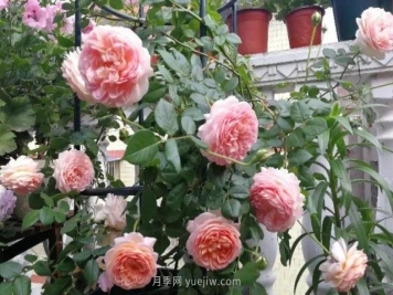 推荐6个浓香月季品种，抗病好养，香水月季就选她