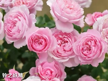 推荐阳台党必入的四款微型月季品种，你猜到了吗