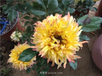 月季烂根怎么办？补救方法有哪些？