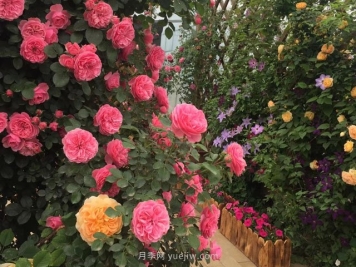 如何把握好园林景观色彩的分类与感觉？