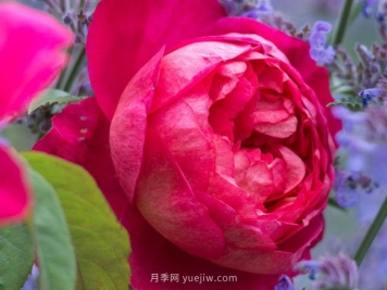 本杰明月季优缺点和养护方法